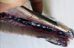 タチウオのさばき方