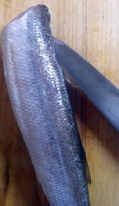 カマスさばき方