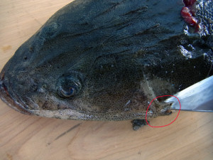 マゴチの作り方