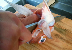 アマダイのさばき方