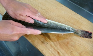 マゴチの作り方