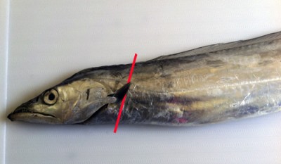 タチウオのさばき方