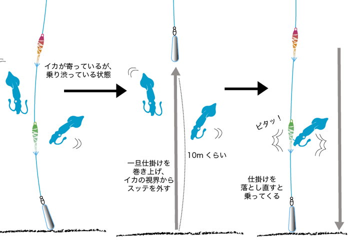 ライトマルイカ