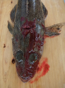 マゴチの血抜き