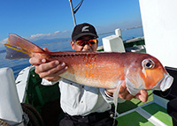 ライトアマダイ