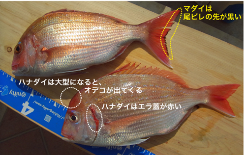 マダイとハナダイの違い
