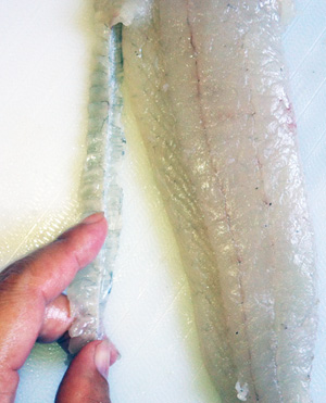 ヒラメのさばき方