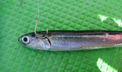 RIMG0003_edited-11161