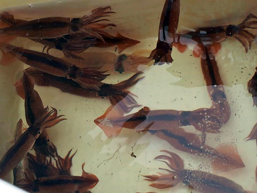 【5月12日】9時半早揚がりも、ムギイカの乗りは依然活発！