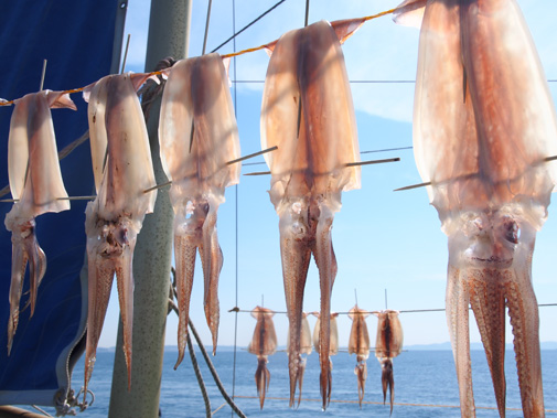 【5月11日】激熱ライトマル・ムギイカ船、一束釣果は3名！　チキチキライトスルメ船も大成功！