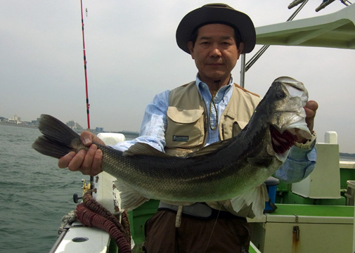 【5月14日】シロギスのトップ41尾。ハモノには3.7キロのシーバス！