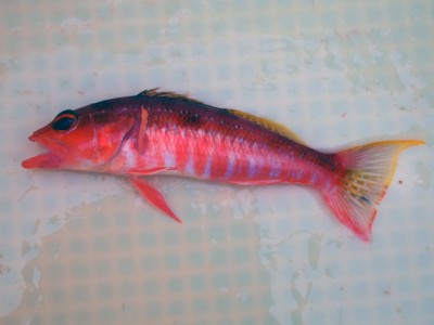 アマダイ　釣り方