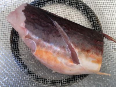 ホウボウの煮付け 下処理