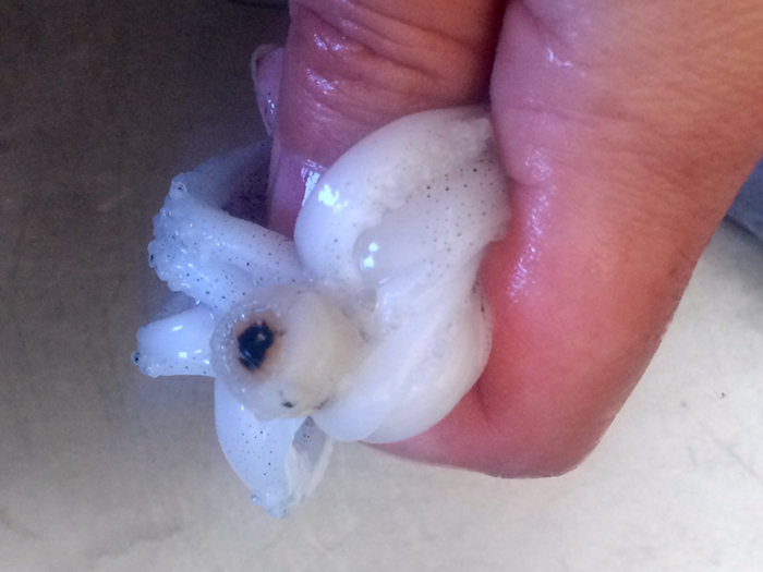 マルイカのスルメ肝和え