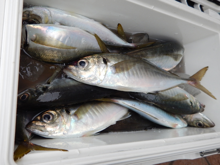 【5月29日】脂のりのりライトビシアジ、江ノ島沖で絶好調! 週末は両日とも出船します