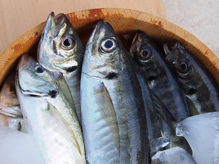 【お知らせ】週末の予定変更。土曜のライトマルイカ船は2隻出し。日曜はライトビシアジ船も出します