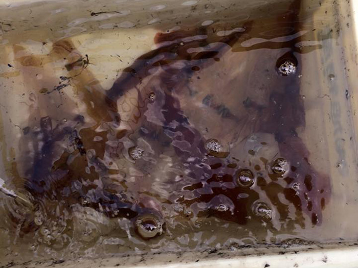 【おしらせ】明日のライトマルイカ船は満船となりました