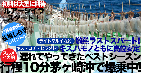 【速報】ライトマルイカ、連日の一束越え 。スルメの乗りも復活！