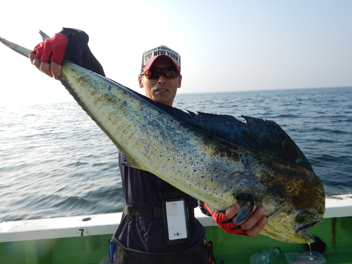 【7月11日】ライトマルイカの好機、まだまだ続く。シイラ船は1日で復調、ヒット115回。キャッチ66尾！