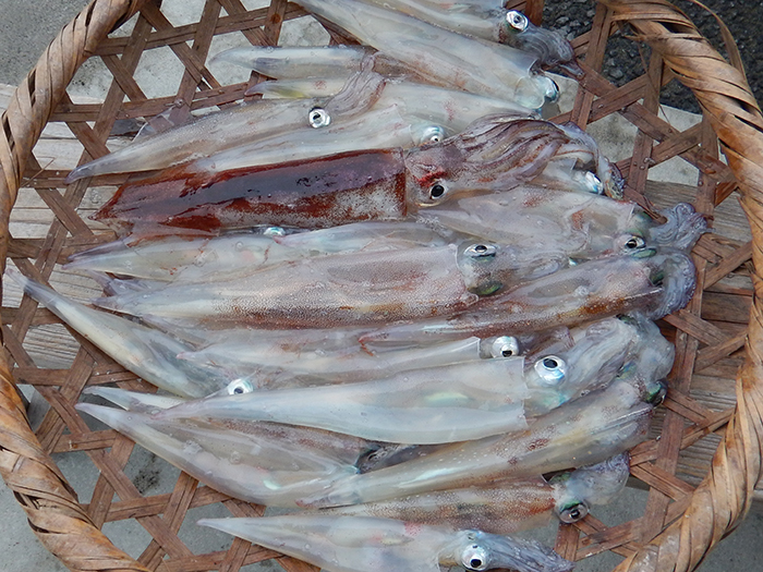 【12月23日】コマセマダイ、最大4.1キロ。2キロオーバーは4尾！　ヤリイカ、行程15分茅ヶ崎沖でトップ35杯！