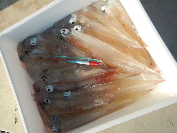 一俊丸ヤリイカ