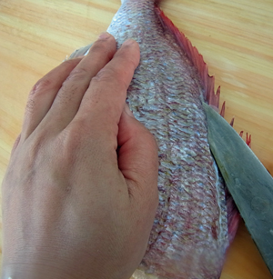 マダイのさばきかた