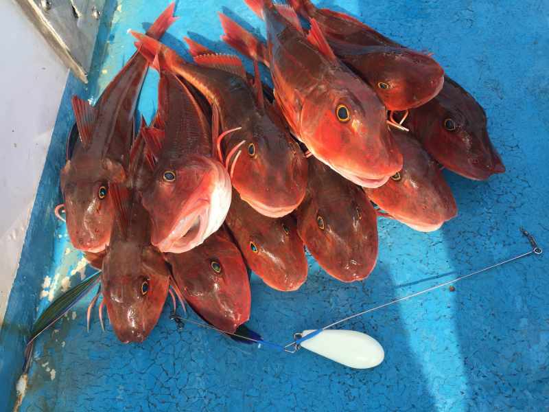 【おしらせ】2月スタート、これがホウボウ釣りだ＆1月30日【スポット】本カマス船出します！