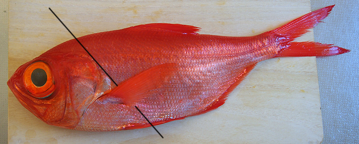 キンメのさばき方