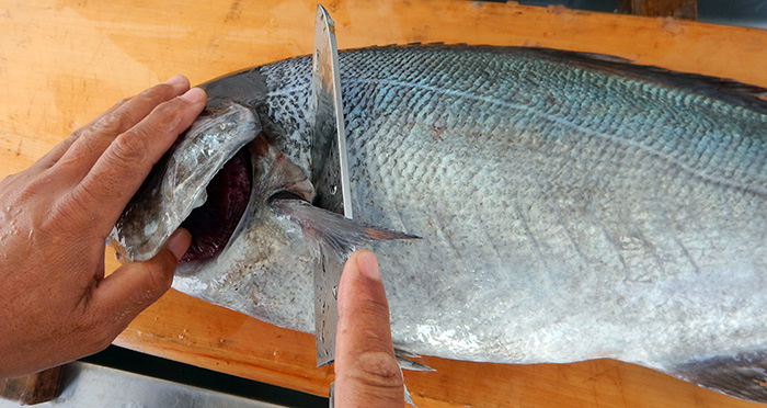 メダイのおろし方