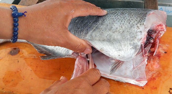 メダイのさばき方