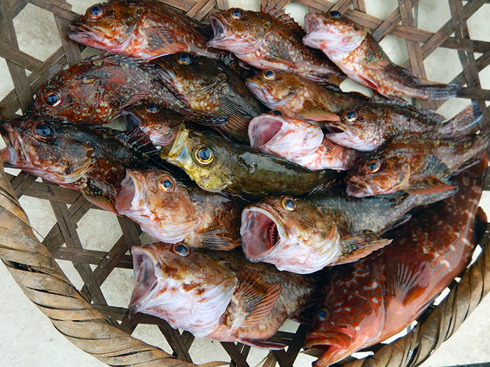 【4月24日】カサゴ船、キンメ五目船、連日の白星！　サイト内不具合のお詫びもここで