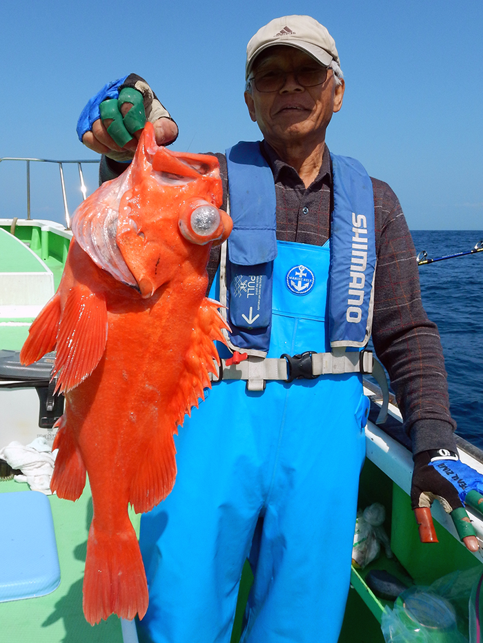 【速報】アコウ釣りの連勝『5』、船中6尾！　カサゴはド高位安定中！