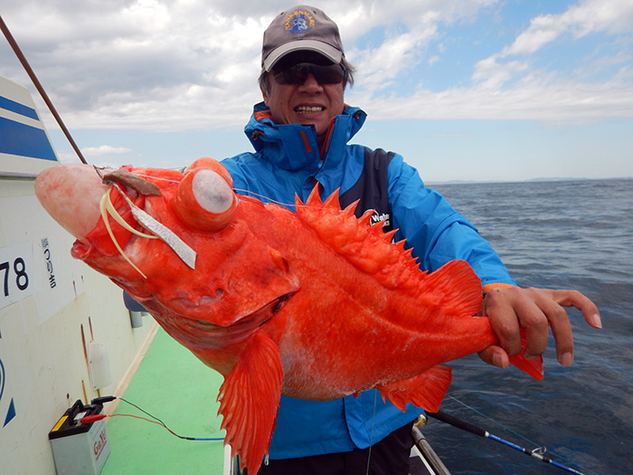 【4月29日】アコウ狙いでボウズなし。ヤリ・スルメ船＆キンメ五目船『月に一度の頂上決戦』結果はここで！