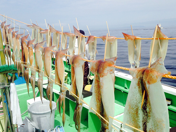 【6月8日】スルメイカ近場で乗り活発。全員着乗りのシーンが何度も！