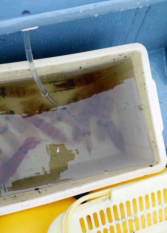 【速報】ライトヒラメ五目船、絶好調! ライトマルイカ、エボシ周りで18連釣も!