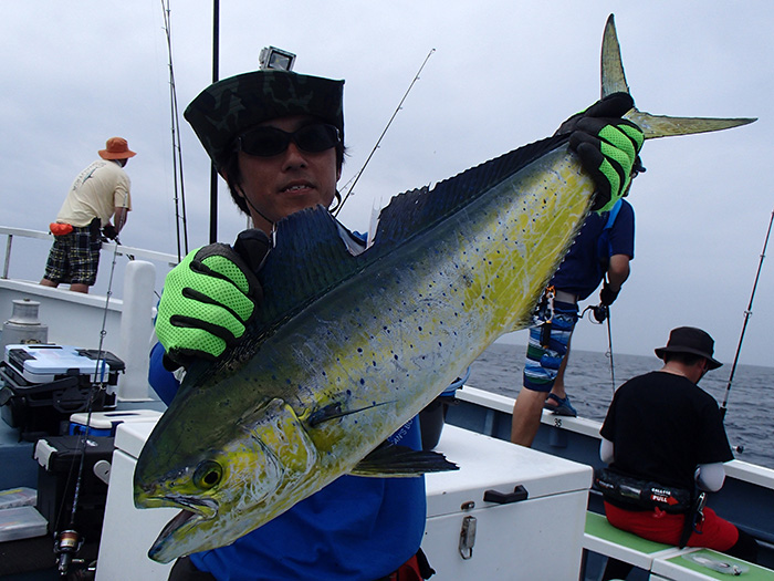 シイラ