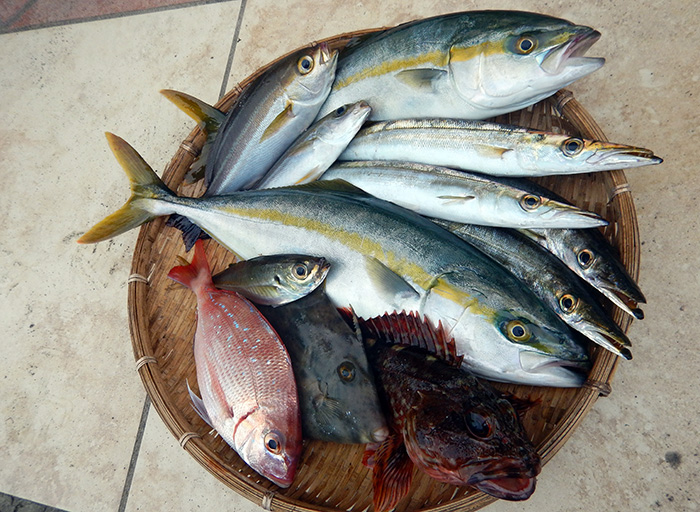 【8月15日】ライト五目船、サイズアップで楽しさもUP! 依然、良型キメジ食い活発。カツオ釣りのバレ防止方法もここで。