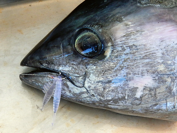 明日は、コマセキハダ船とコマセカツオ船を合同で1隻出します＆予約サイト不具合のお詫び