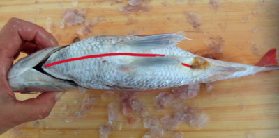 マダイのさばき方