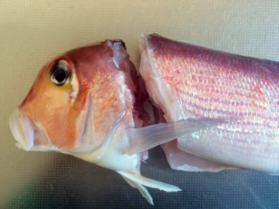 アマダイのお造り