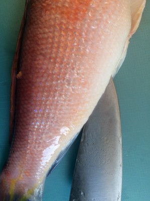 アマダイのお造り